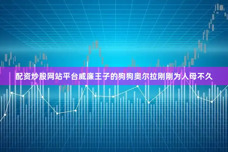 配资炒股网站平台威廉王子的狗狗奥尔拉刚刚为人母不久